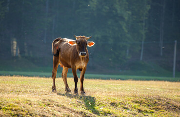 Calf grazing in the pasture