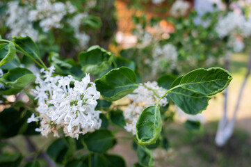 Diseased leaves of a blooming white lilac. 