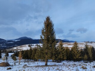 Winter landscapes Carpathians Ukraine.The beautu of winter freshness.