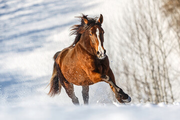 Fototapeta na wymiar Portrait of a young brown arab x berber horse galloping across a snowy winter paddock outdoors