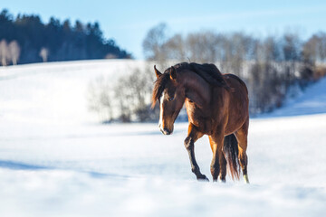 Portrait of a beautiful brown horse in front of a rural snowy winter landscape