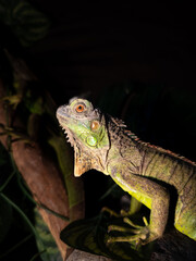 a close up of a green lizard iguana in a trunk with a black background