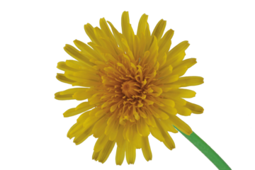 isolated daffodil	