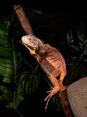 a red lizard iguana on a tree and a trunk with a black background