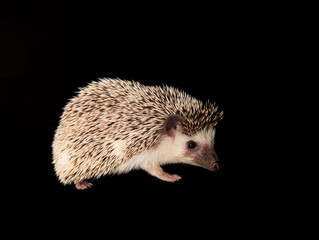 a adult cute little animal hedgehog on a black background