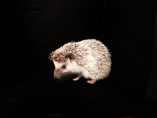 a adult hedgehog eating in a black background 