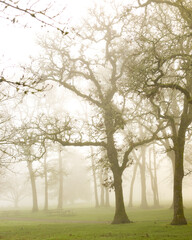 Obraz premium Trees in sunlit mist