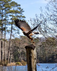 Red shoulder hawk flying up close at callaway gardens in Georgia outside