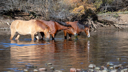 Brightly lit herd of wild horses feeding on eel grass in the Salt River near Mesa Arizona United...