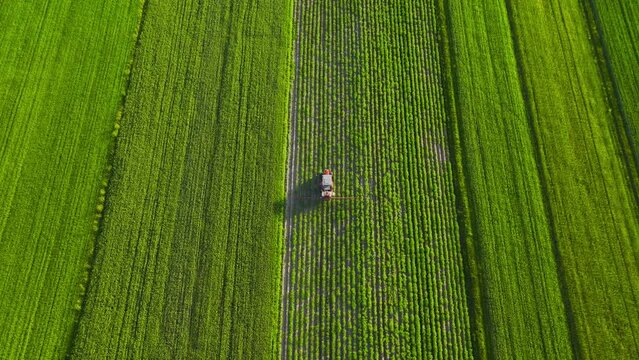 Tractor sprays fertilizer on agricultural plants on the rapeseed field, top view