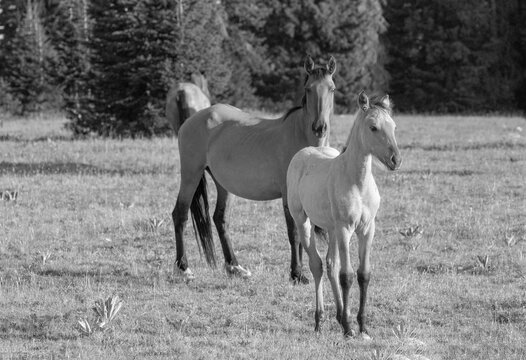 Wild horses - Dun buckskin baby colt with buckskin mare mother - black and white