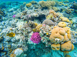 Underwater image of corals in Red Sea near Hurghada town in Egypt