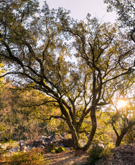 Fototapeta premium Old oak tree during sunset