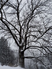 Winter landscapes Carpathians Ukraine.The beautu of winter freshness.