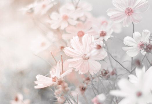 Pink cosmos flowers bloom and glooming in natural fields with beautiful soft light in morning fresh. Beauty cosmos flowers in vintage image.