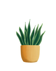 aloe vera plant in pot