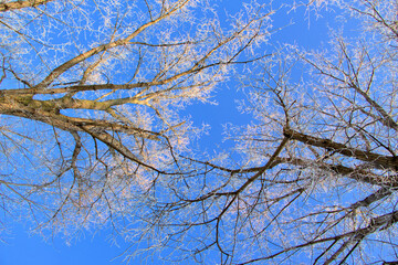 Winterfrost