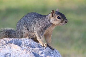 Fototapeta premium Squirrel