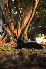 Black cat laying on the ground in a forest with dark brown tree on background and during a sunset 