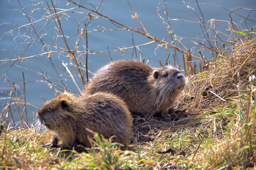 Junges Nutria-Nachwuchs