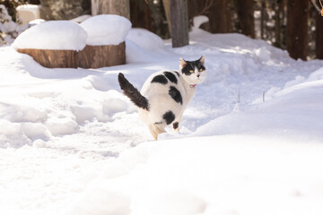 雪の中の猫　cat in the snow