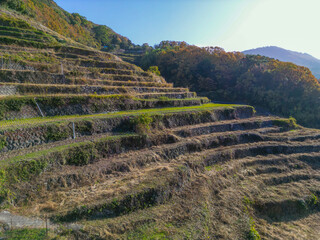 中山千枚田