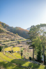 中山千枚田