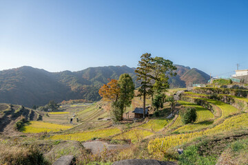 中山千枚田