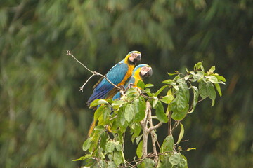 Blue-and-yellow macaws (Ara ararauna) perched in a tree in Cuyabeno, Ecuador