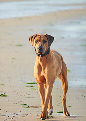 Rhodesian ridgeback dog at the seaside Closeup 