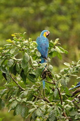 Blue-and-yellow macaw (Ara ararauna) perched in a tree in Cuyabeno, Ecuador