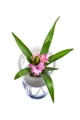 Fototapeta na wymiar 水耕栽培のヒヤシンス　Hyacinthus orientalis