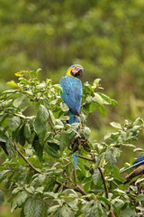 Blue-and-yellow macaw (Ara ararauna) perched in a tree in Cuyabeno, Ecuador