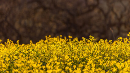 Golden Hour Wildflowers in California