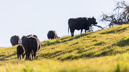 Regenerative Cattle Ranch, Rolling Hills, Holistic Management
