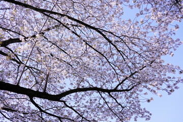 青空と満開の桜の風景