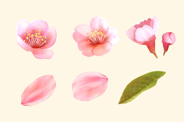 Cherry blossom set © Rolling Stones