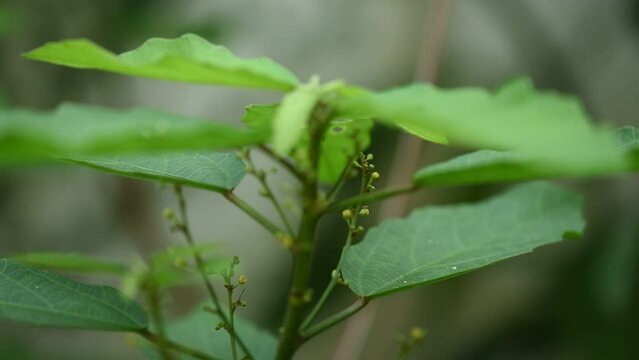 Baliospermum solani folium tree on nature background.