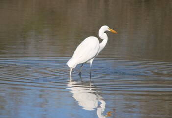 Naklejka premium great blue heron