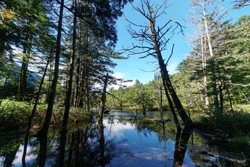 初夏の上高地散策