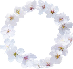Fototapeta na wymiar Cherry blossom flowers wreath.