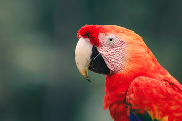 Arara