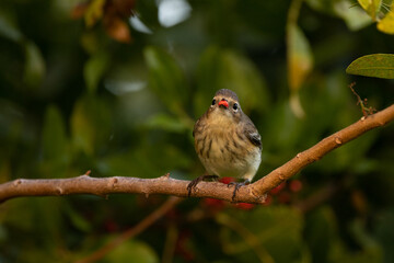 A cute yellow-rumped warbler (Setophaga coronata), a small bird, eats a red berry