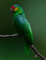 Lora verde de frente roja