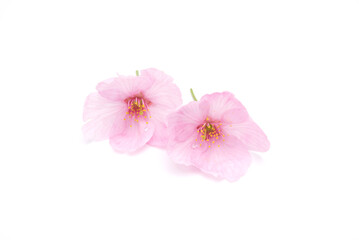 Fototapeta na wymiar Beautiful cherry blossom isolated on white background. Copy space. Sign of spring