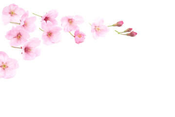 Beautiful cherry blossom isolated on white background. Copy space. Sign of spring