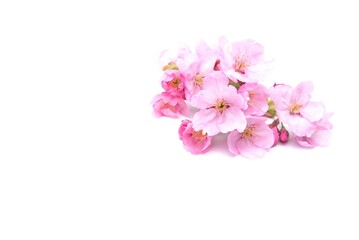 Naklejka na ściany i meble Cherry blossom isolated on white background. Sign of spring