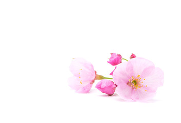 Obraz na płótnie Canvas Cherry blossom isolated on white background. Sign of spring. Copy space