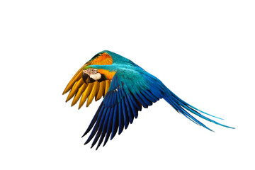 Colorful parrot flying isolated on transparent background png file. High quality instant download parrot png	