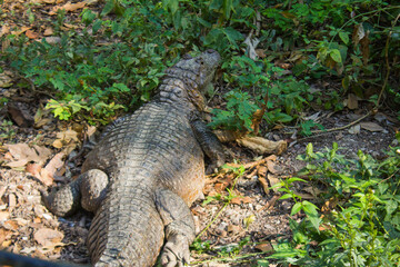 Asombrosa fotografía de un cocodrilo tomando el sol en su habitad natural.